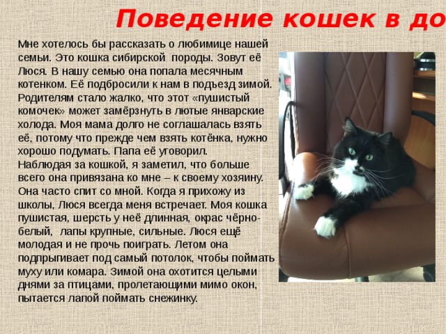 Поведение кошек в доме Мне хотелось бы рассказать о любимице нашей семьи. Это кошка сибирской породы. Зовут её Люся. В нашу семью она попала месячным котенком. Её подбросили к нам в подъезд зимой. Родителям стало жалко, что этот «пушистый комочек» может замёрзнуть в лютые январские холода. Моя мама долго не соглашалась взять её, потому что прежде чем взять котёнка, нужно хорошо подумать. Папа её уговорил. Наблюдая за кошкой, я заметил, что больше всего она привязана ко мне – к своему хозяину. Она часто спит со мной. Когда я прихожу из школы, Люся всегда меня встречает. Моя кошка пушистая, шерсть у неё длинная, окрас чёрно-белый, лапы крупные, сильные. Люся ещё молодая и не прочь поиграть. Летом она подпрыгивает под самый потолок, чтобы поймать муху или комара. Зимой она охотится целыми днями за птицами, пролетающими мимо окон, пытается лапой поймать снежинку.  