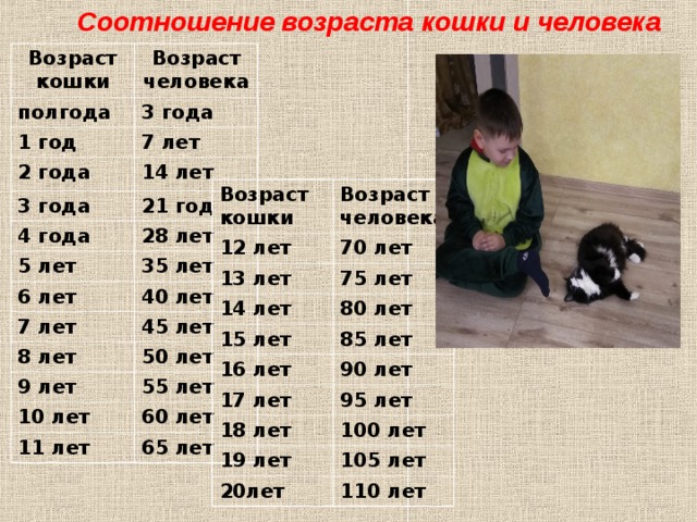 Соотношение возраста кошки и человека Возраст кошки полгода Возраст человека 1 год 3 года 7 лет 2 года 14 лет 3 года 21 год 4 года 5 лет 28 лет 6 лет 35 лет 40 лет 7 лет 45 лет 8 лет 50 лет 9 лет 55 лет 10 лет 11 лет 60 лет 65 лет Возраст кошки Возраст человека 12 лет 70 лет 13 лет 75 лет 14 лет 80 лет 15 лет 85 лет 16 лет 90 лет 17 лет 95 лет 18 лет 100 лет 19 лет 105 лет 20лет 110 лет 