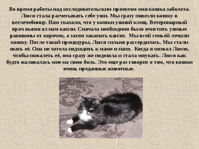 Во время работы над исследовательским проектом моя кошка заболела. Люся стала расчесывать себе уши. Мы сразу повезли кошку в ветлечебницу. Нам сказали, что у кошки ушной клещ. Ветеринарный врач выписал нам капли. Сначала необходимо было очистить ушные раковины от корочек, а затем закапать капли. Мы всей семьёй лечили кошку. После такой процедуры, Люся сильно рассердилась. Мы стали звать её. Она не хотела подходить к маме и папе. Когда я позвал Люсю, чтобы пожалеть её, она сразу же подошла и стала мяукать. Люся как будто жаловалась мне на свою боль. Это еще раз говорит о том, что кошки очень преданные животные. 
