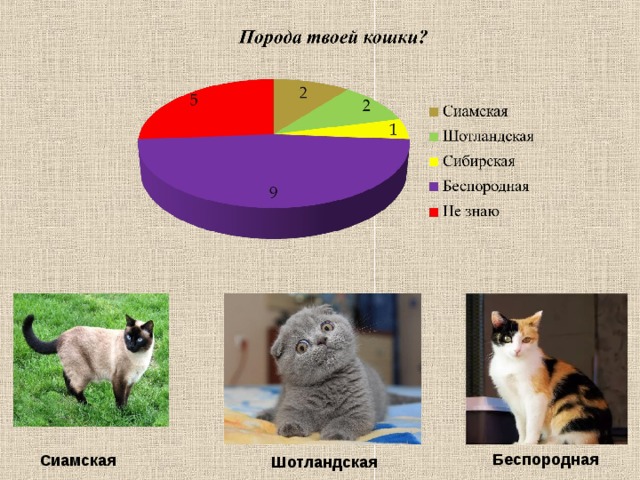 Беспородная Сиамская Шотландская 