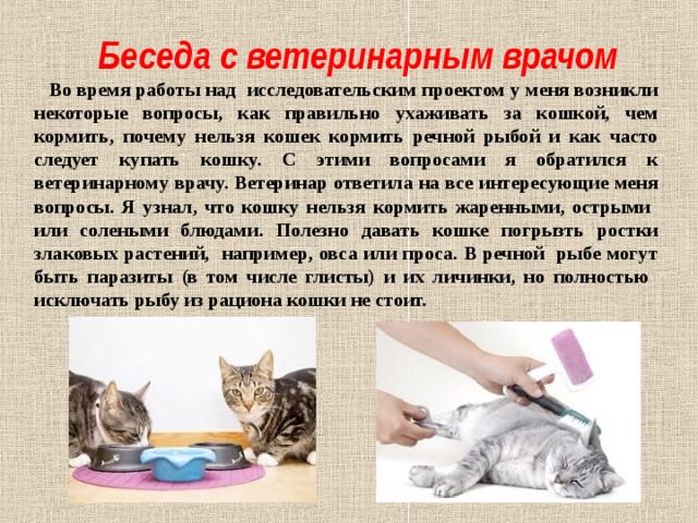  Беседа с ветеринарным врачом  Во время работы над исследовательским проектом у меня возникли некоторые вопросы, как правильно ухаживать за кошкой, чем кормить, почему нельзя кошек кормить речной рыбой и как часто следует купать кошку. С этими вопросами я обратился к ветеринарному врачу. Ветеринар ответила на все интересующие меня вопросы. Я узнал, что кошку нельзя кормить жаренными, острыми или солеными блюдами. Полезно давать кошке погрызть ростки злаковых растений, например, овса или проса. В речной рыбе могут быть паразиты (в том числе глисты) и их личинки, но полностью исключать рыбу из рациона кошки не стоит.  