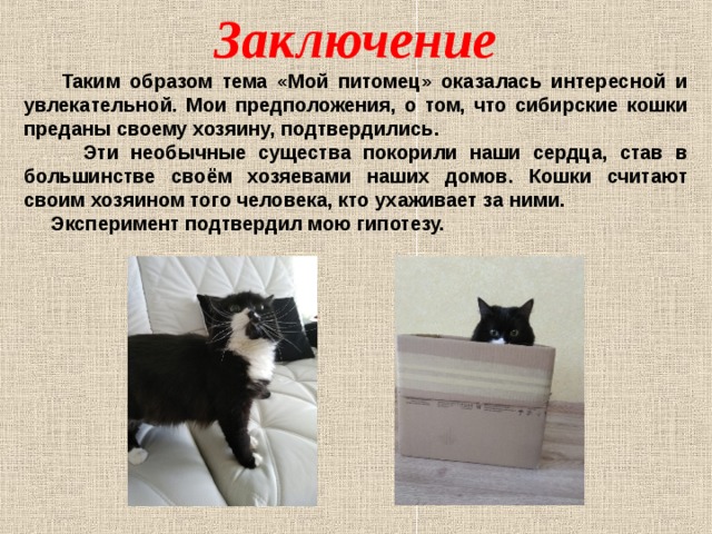 Заключение  Таким образом тема «Мой питомец» оказалась интересной и увлекательной. Мои предположения, о том, что сибирские кошки преданы своему хозяину, подтвердились.  Эти необычные существа покорили наши сердца, став в большинстве своём хозяевами наших домов. Кошки считают своим хозяином того человека, кто ухаживает за ними.  Эксперимент подтвердил мою гипотезу.  