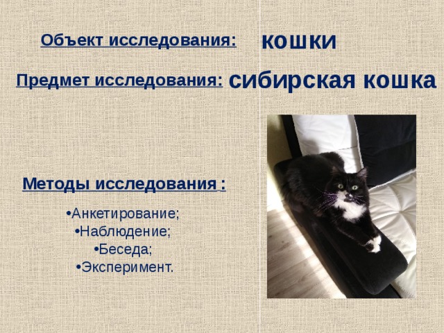 кошки  Объект исследования: сибирская кошка Предмет исследования: Методы исследования  : Анкетирование; Наблюдение; Беседа; Эксперимент. 