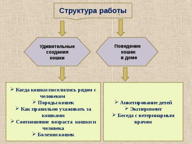 Структура работы . Удивительные создания кошки Поведение кошек  в доме  Анкетирование детей  Эксперимент  Беседа с ветеринарным врачом  Когда кошки поселились рядом с человеком  Породы кошек  Как правильно ухаживать за кошками  Соотношение возраста кошки и человека  Болезни кошек 