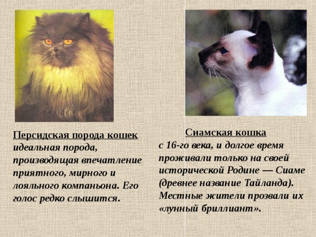  Сиамская кошка с 16-го века, и долгое время проживали только на своей исторической Родине — Сиаме (древнее название Тайланда). Местные жители прозвали их «лунный бриллиант». Персидская порода кошек идеальная порода, производящая впечатление приятного, мирного и лояльного компаньона. Его голос редко слышится.  