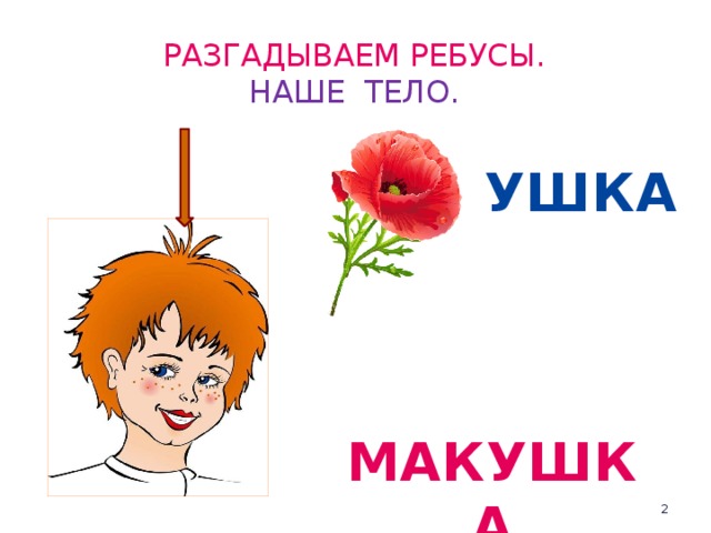 Разгадываем ребусы.  НАШЕ ТЕЛО. УШКА МАКУШКА  