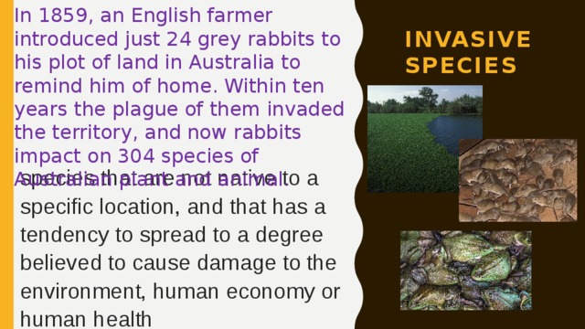 In 1859, an English farmer introduced just 24 grey rabbits to his plot of land in Australia to remind him of home. Within ten years the plague of them invaded the territory, and now rabbits impact on 304 species of Australian plant and animal. Invasive species species that are not native to a specific location, and that has a tendency to spread to a degree believed to cause damage to the environment, human economy or human health 