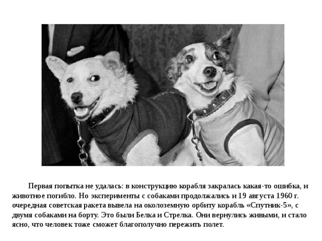 Первая попытка не удалась: в конструкцию корабля закралась какая-то ошибка, и животное погибло. Но эксперименты с собаками продолжались и 19 августа 1960 г. очередная советская ракета вывела на околоземную орбиту корабль «Спутник-5», с двумя собаками на борту. Это были Белка и Стрелка. Они вернулись живыми, и стало ясно, что человек тоже сможет благополучно пережить полет. 
