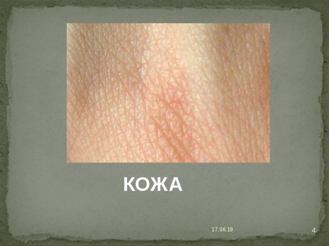 КОЖА  17.06.19 