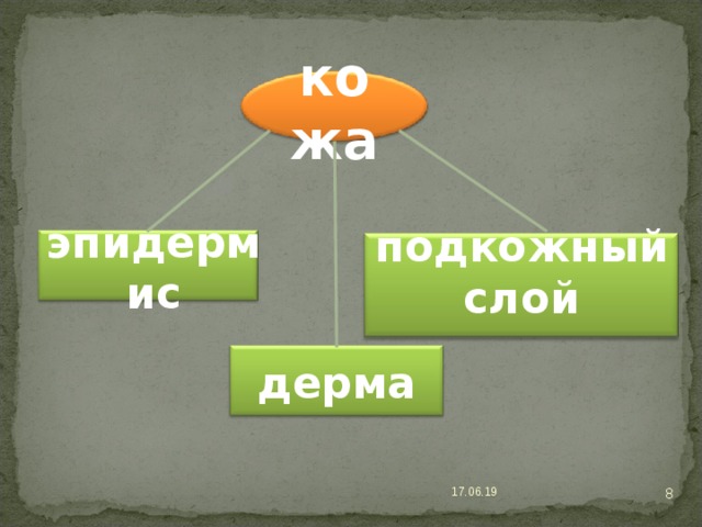 кожа подкожный слой эпидермис дерма  17.06.19 