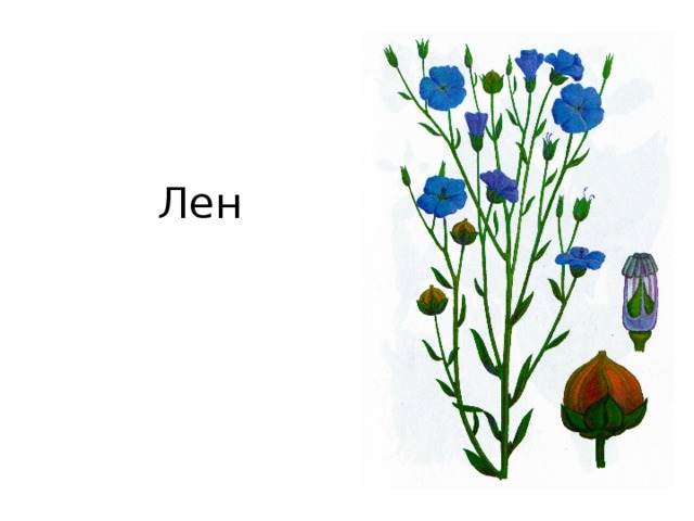 Лен 