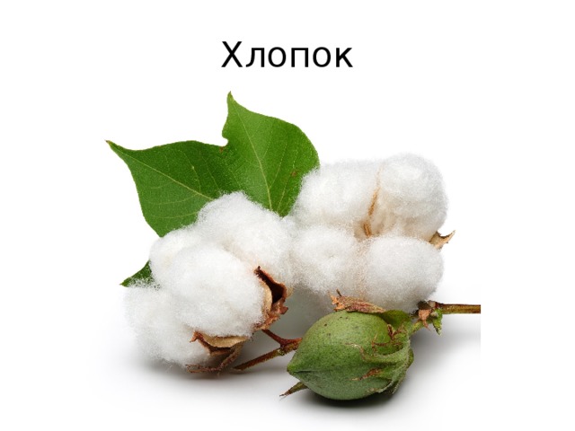 Хлопок 