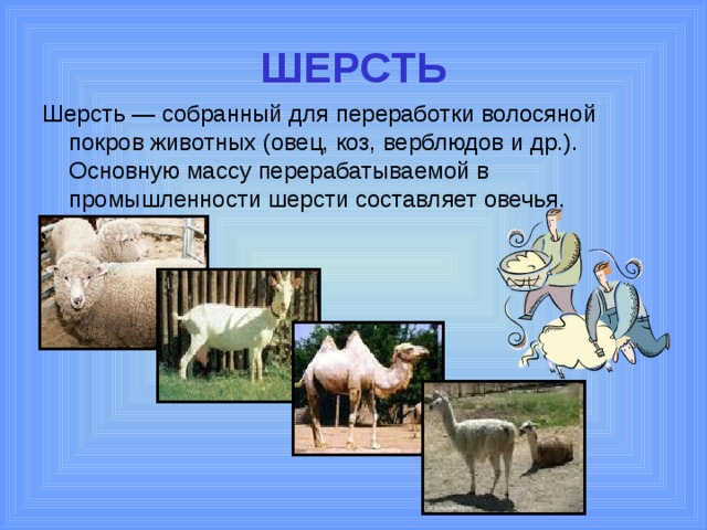 ШЕРСТЬ Шерсть — собранный для переработки волосяной покров животных (овец, коз, верблюдов и др.). Основную массу перерабатываемой в промышленности шерсти составляет овечья. 