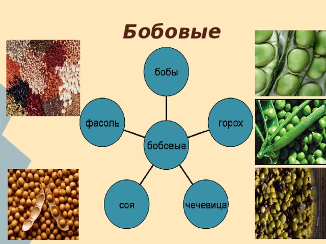 Бобовые 