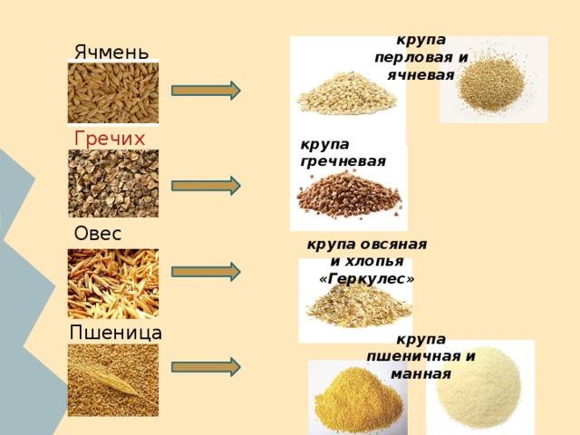 крупа перловая и ячневая Ячмень  Гречиха крупа гречневая Овес  крупа овсяная и хлопья «Геркулес» Пшеница  крупа пшеничная и манная 