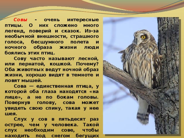  Совы - очень интересные птицы. О них сложено много легенд, поверий и сказок. Из-за необычной внешности, страшного голоса, бесшумного полета и ночного образа жизни люди боялись этих птиц.  Сову часто называют лесной, или пернатой, кошкой. Почему? Оба животных ведут ночной образ жизни, хорошо видят в темноте и ловят мышей.  Сова — единственная птица, у которой оба глаза находятся «на лице», а не по бокам головы. Повернув голову, сова может увидеть свою спину, такая у нее шея.  Слух у сов в пятьдесят раз острее, чем у человека. Такой слух необходим сове, чтобы находить под снегом бегущих мышей. Ученые подсчитали, что одна сова уничтожает за год в среднем 1000-1200 мышей. Это значит, она спасает около тонны хлеба, то есть столько, сколько за год съедает примерно 10-11 человек. 