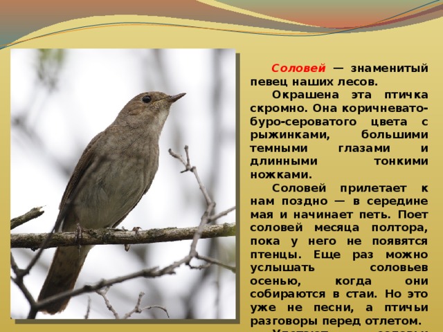  Соловей  — знаменитый певец наших лесов.  Окрашена эта птичка скромно. Она коричневато-буро-сероватого цвета с рыжинками, большими темными глазами и длинными тонкими ножками.  Соловей прилетает к нам поздно — в середине мая и начинает петь. Поет соловей месяца полтора, пока у него не появятся птенцы. Еще раз можно услышать соловьев осенью, когда они собираются в стаи. Но это уже не песни, а птичьи разговоры перед отлетом.  Улетают соловьи всегда вечером, а прилетают весной всегда ночью. 
