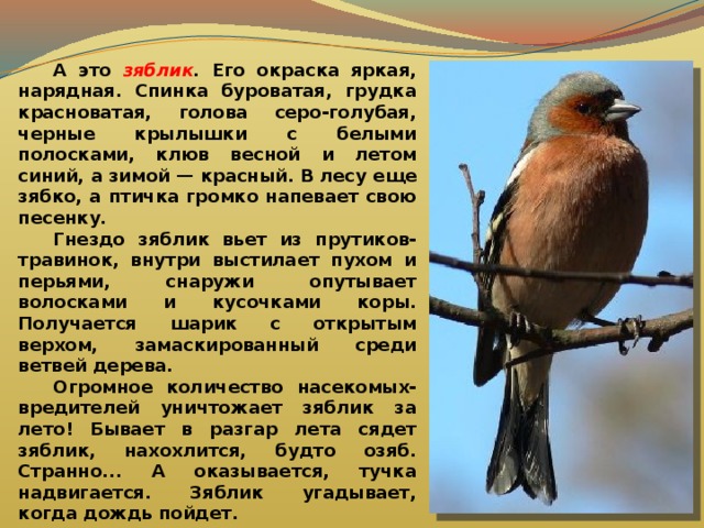  А это зяблик . Его окраска яркая, нарядная. Спинка буроватая, грудка красноватая, голова серо-голубая, черные крылышки с белыми полосками, клюв весной и летом синий, а зимой — красный. В лесу еще зябко, а птичка громко напевает свою песенку.  Гнездо зяблик вьет из прутиков-травинок, внутри выстилает пухом и перьями, снаружи опутывает волосками и кусочками коры. Получается шарик с открытым верхом, замаскированный среди ветвей дерева.  Огромное количество насекомых-вредителей уничтожает зяблик за лето! Бывает в разгар лета сядет зяблик, нахохлится, будто озяб. Странно... А оказывается, тучка надвигается. Зяблик угадывает, когда дождь пойдет.  А вот почему птицу назвали зябликом — непонятно. Может потому, что прилетает он одним из первых, когда на улице еще слякоть и нередки морозы. Может быть, потому и дали этой птичке имя зяблик, что прилетает она в зябкое время. 