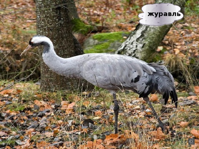 журавль 