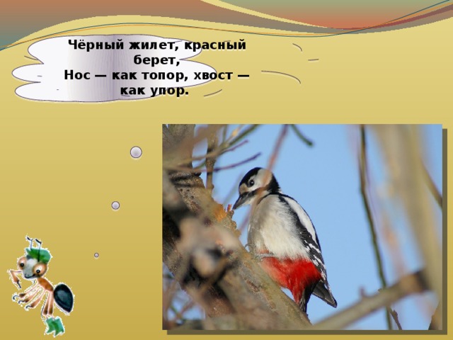  Чёрный жилет, красный берет,  Нос — как топор, хвост — как упор.    