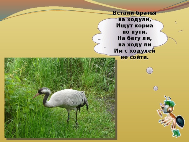  Встали братья на ходули,  Ищут корма по пути.  На бегу ли, на ходу ли  Им с ходулей не сойти.     