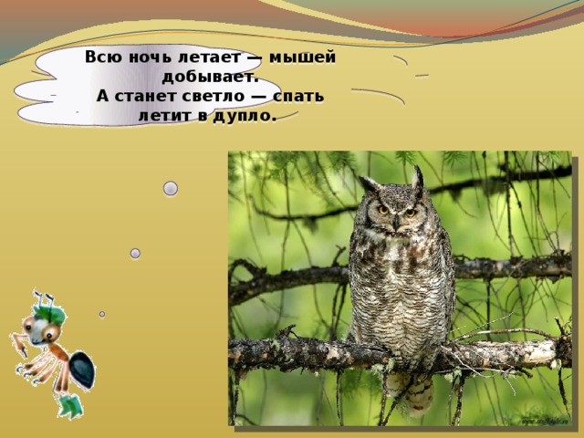 Всю ночь летает — мышей добывает.  А станет светло — спать летит в дупло.     