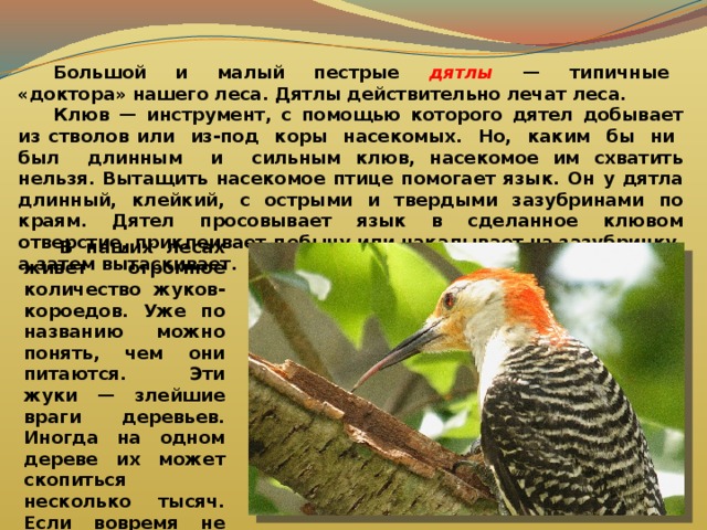  Большой и малый пестрые дятлы — типичные «доктора» нашего леса. Дятлы действительно лечат леса.  Клюв — инструмент, с помощью которого дятел добывает из стволов или из-под коры насекомых. Но, каким бы ни был длинным и сильным клюв, насекомое им схватить нельзя. Вытащить насекомое птице помогает язык. Он у дятла длинный, клейкий, с острыми и твердыми зазубринами по краям. Дятел просовывает язык в сделанное клювом отверстие, приклеивает добычу или накалывает на зазубринку, а затем вытаскивает.   В наших лесах живет огромное количество жуков-короедов. Уже по названию можно понять, чем они питаются. Эти жуки — злейшие враги деревьев. Иногда на одном дереве их может скопиться несколько тысяч. Если вовремя не подоспеет дятел — дерево погибнет. 