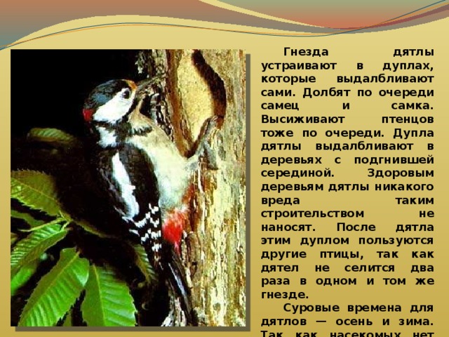  Гнезда дятлы устраивают в дуплах, которые выдалбливают сами. Долбят по очереди самец и самка. Высиживают птенцов тоже по очереди. Дупла дятлы выдалбливают в деревьях с подгнившей серединой. Здоровым деревьям дятлы никакого вреда таким строительством не наносят. После дятла этим дуплом пользуются другие птицы, так как дятел не селится два раза в одном и том же гнезде.    Суровые времена для дятлов — осень и зима. Так как насекомых нет или они очень глубоко спрятались, то дятлы переходят на растительный корм. Они лущат шишки, едят семена других растений, которые можно найти.  