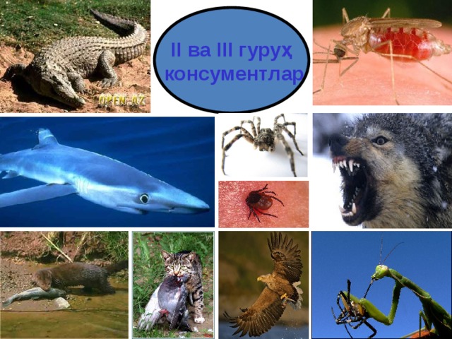 II ва III гуру ҳ  консументлар 