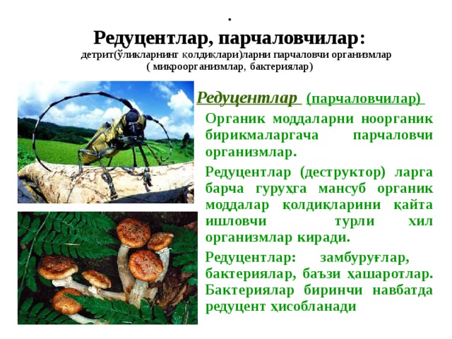  Редуцентлар, парчаловчилар :   детрит (ўликларнинг қолдиқлари)ларни парчаловчи организмлар  ( микроорганизмлар, бактери ялар)   Редуцен тлар   ( парчаловчилар )  Органик моддаларни ноорганик бирикмаларгача парчаловчи организмлар .  Редуцент лар (деструктор) ларга барча гуруҳга мансуб органик моддалар қолдиқларини қайта ишловчи турли хил организмлар киради .  Редуцент лар : замбуруғлар, бактери ялар , баъзи ҳашаротлар . Бактериялар биринчи навбатда редуцент ҳисобланади 