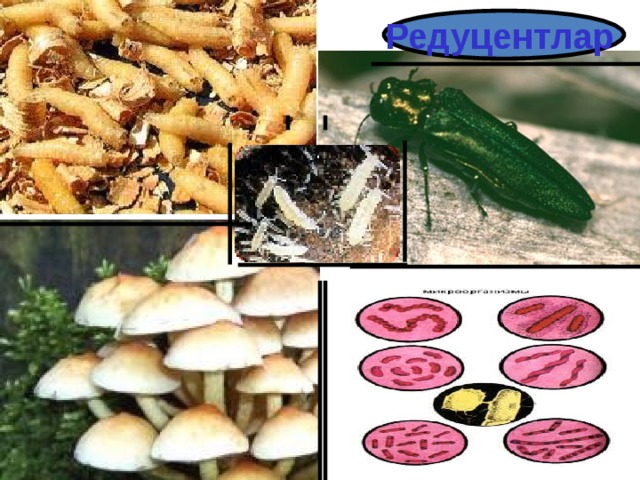 Редуцент лар  