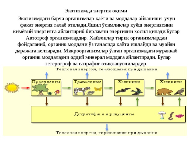 Экотизимда энергия оқими Экотизимдаги барча организмлар ҳаёти ва моддалар айланиши учун фақат энергия талаб этилади .Яшил ўсимликлар қуёш энергиясини кимёвий энергияга айлантириб бирламчи энергияни ҳосил қилади.Булар Автотроф организмлардир. Ҳайвонлар тирик организмлардан фойдаланиб, органик моддани ўз танасида қайта ишлайди ва муайян даражага келтиради. Микроорганизмлар ўлган организмдаги мураккаб органик моддаларни оддий минерал моддага айлантиради. Булар гетеротроф ва сапрафит озиқланувчилардир. 