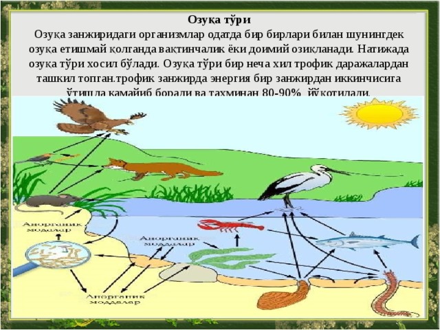Озуқа тўри  Озуқа занжиридаги организмлар одатда бир бирлари билан шунингдек озуқа етишмай қолганда вақтинчалик ёки доимий озиқланади. Натижада озуқа тўри хосил бўлади. Озуқа тўри бир неча хил трофик даражалардан ташкил топган.трофик занжирда энергия бир занжирдан иккинчисига ўтишда камайиб боради ва тахминан 80 -90 % йўқотилади. 