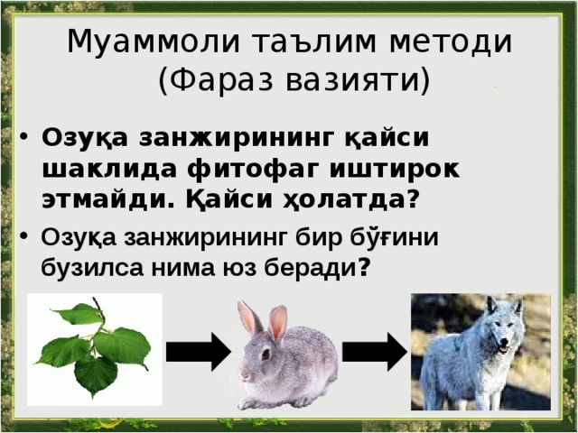 Муаммоли таълим методи   (Фараз вазияти) Озуқа занжирининг қайси шаклида фитофаг иштирок этмайди. Қайси ҳолатда ? Озуқа занжирининг бир бўғини бузилса нима юз беради ?  