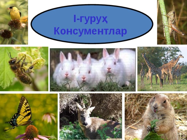 I -гуру ҳ Консумент лар  