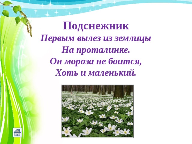 Подснежник Первым вылез из землицы На проталинке. Он мороза не боится, Хоть и маленький. 