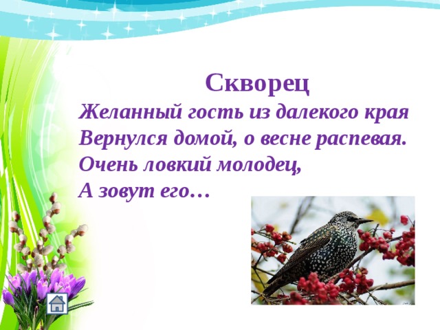   Скворец Желанный гость из далекого края Вернулся домой, о весне распевая. Очень ловкий молодец, А зовут его…  
