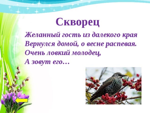 Скворец Желанный гость из далекого края Вернулся домой, о весне распевая. Очень ловкий молодец, А зовут его…  