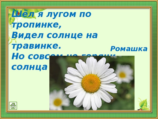 Шёл я лугом по тропинке,  Видел солнце на травинке.  Но совсем не горячи  солнца белые лучи.    Ромашка   
