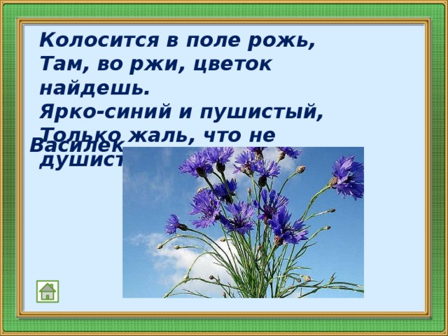 Колосится в поле рожь,  Там, во ржи, цветок найдешь.  Ярко-синий и пушистый,  Только жаль, что не душистый.    Василек  