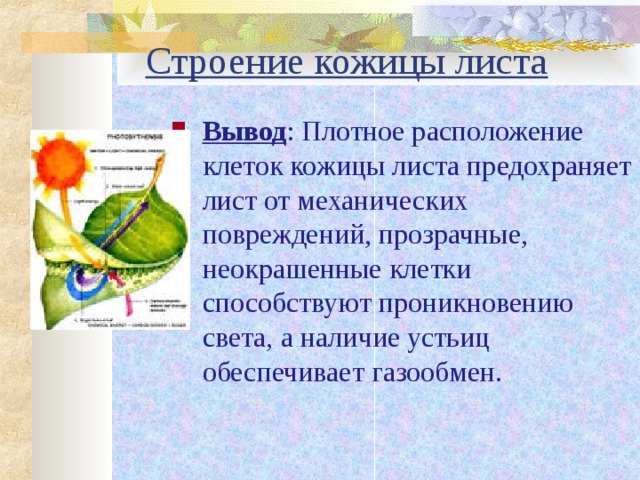 Строение кожицы листа