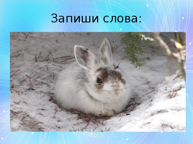 Запиши слова: 