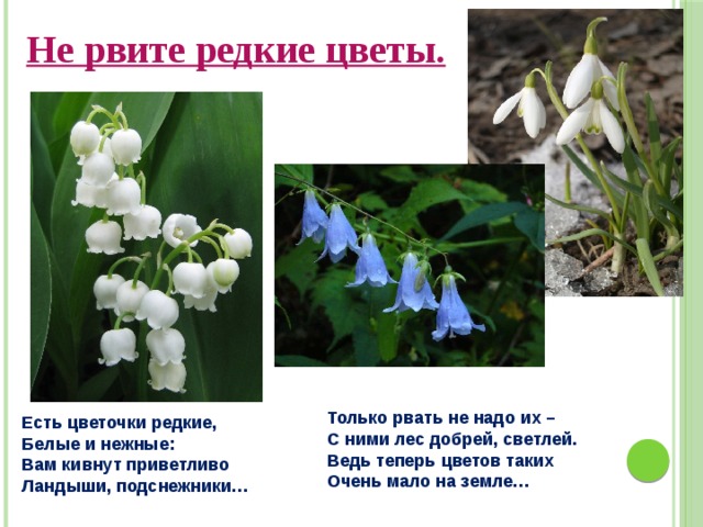 Не рвите редкие цветы. Только рвать не надо их – С ними лес добрей, светлей. Ведь теперь цветов таких Очень мало на земле…  Есть цветочки редкие, Белые и нежные: Вам кивнут приветливо Ландыши, подснежники… 
