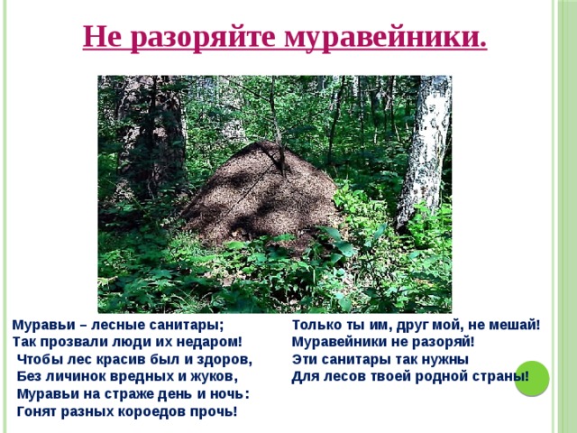 Не разоряйте муравейники. Муравьи – лесные санитары; Только ты им, друг мой, не мешай! Так прозвали люди их недаром! Муравейники не разоряй!  Чтобы лес красив был и здоров, Эти санитары так нужны  Без личинок вредных и жуков, Для лесов твоей родной страны!  Муравьи на страже день и ночь:  Гонят разных короедов прочь! 
