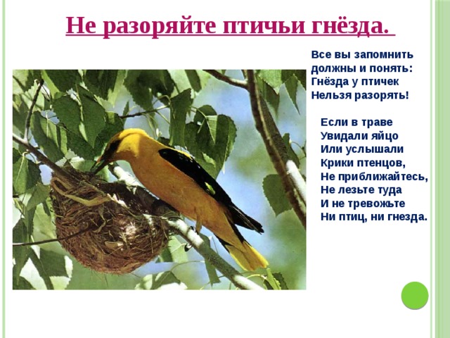  Не разоряйте птичьи гнёзда. Все вы запомнить должны и понять: Гнёзда у птичек Нельзя разорять!   Если в траве  Увидали яйцо  Или услышали  Крики птенцов,  Не приближайтесь,  Не лезьте туда  И не тревожьте  Ни птиц, ни гнезда. 
