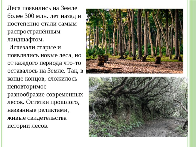 Леса появились на Земле более 300 млн. лет назад и постепенно стали самым распространённым ландшафтом.  Исчезали старые и появлялись новые леса, но от каждого периода что-то оставалось на Земле. Так, в конце концов, сложилось неповторимое разнообразие современных лесов. Остатки прошлого, названные реликтами, живые свидетельства истории лесов. 
