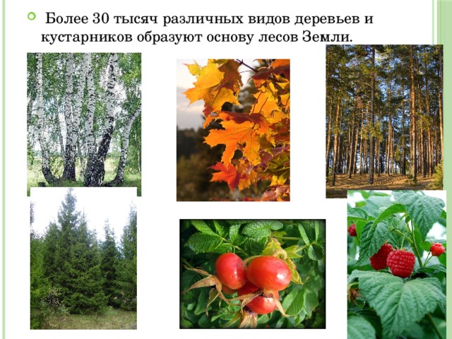  Более 30 тысяч различных видов деревьев и кустарников образуют основу лесов Земли. 