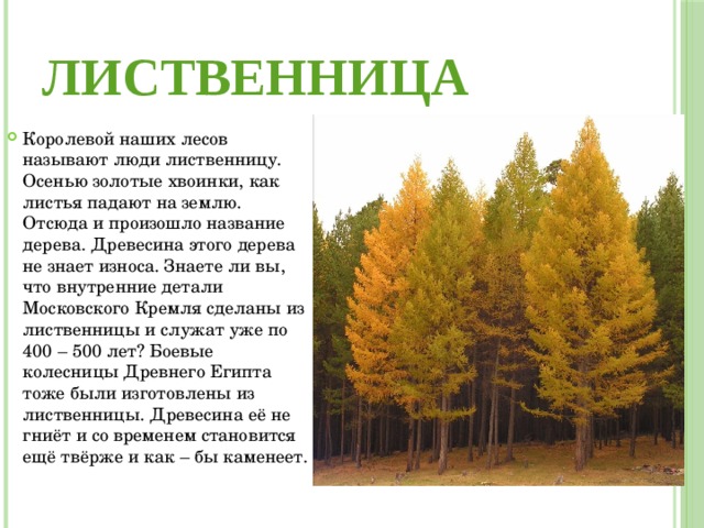 ЛИСТВЕННИЦА Королевой наших лесов называют люди лиственницу. Осенью золотые хвоинки, как листья падают на землю. Отсюда и произошло название дерева. Древесина этого дерева не знает износа. Знаете ли вы, что внутренние детали Московского Кремля сделаны из лиственницы и служат уже по 400 – 500 лет? Боевые колесницы Древнего Египта тоже были изготовлены из лиственницы. Древесина её не гниёт и со временем становится ещё твёрже и как – бы каменеет. 