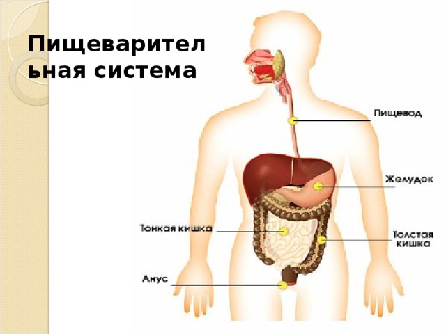 Пищеварительная система 