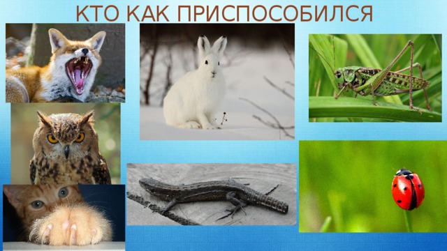 КТО КАК ПРИСПОСОБИЛСЯ 